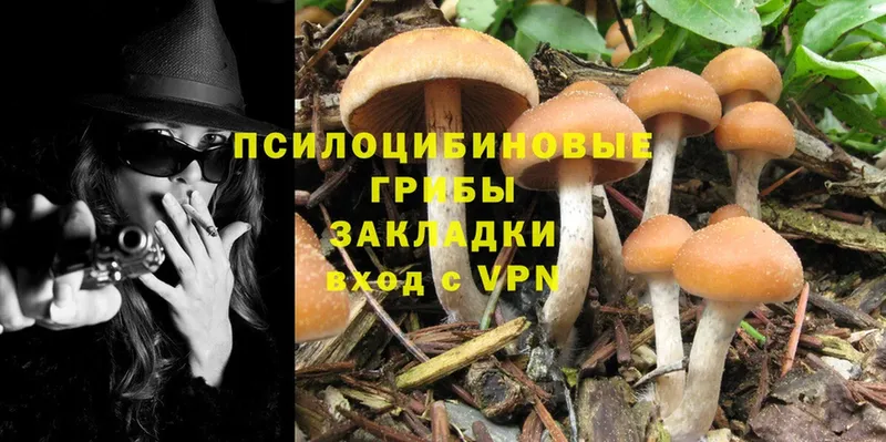 Галлюциногенные грибы Psilocybe  Майский 